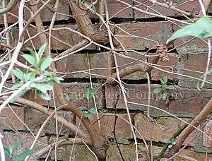 Buddleia growing in wall